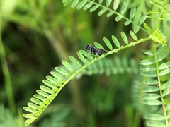 Tiphiinae