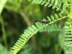 Tiphiinae