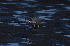 Nyctanassa violacea