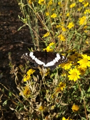 Limenitis weidemeyerii