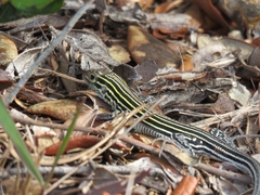 Aspidoscelis sexlineatus