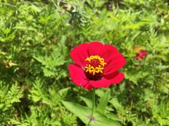 Zinnia elegans