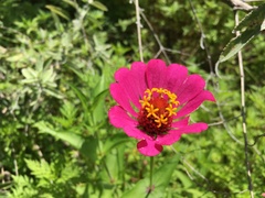 Zinnia elegans