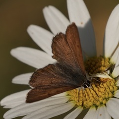 Tharsalea mariposa