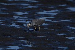 Nyctanassa violacea