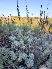 Salvia apiana