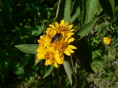 Acmaeodera flavomarginata