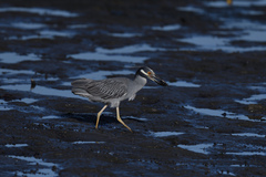 Nyctanassa violacea