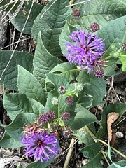 Vernonia baldwinii