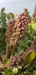 Cussonia thyrsiflora