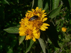 Acmaeodera flavomarginata