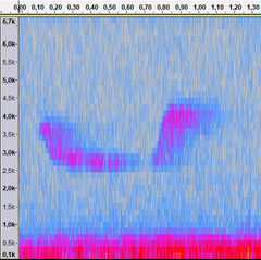 Schiffornis virescens