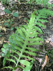 Woodwardia areolata