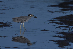 Nyctanassa violacea