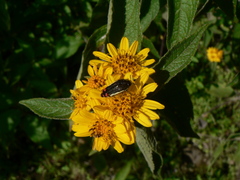 Acmaeodera flavomarginata