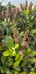 Cussonia thyrsiflora
