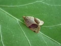 Clepsis dumicolana