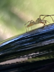 Lyssomanes viridis