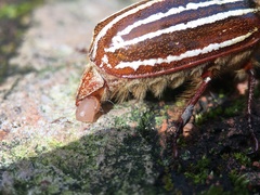 Polyphylla