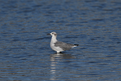 Leucophaeus atricilla