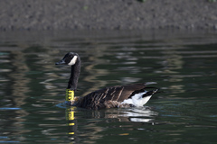 Branta canadensis