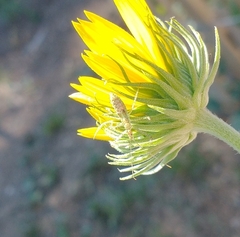 Zelus renardii