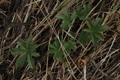 Potentilla thuringiaca