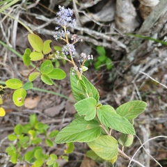 Ceanothus caeruleus