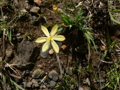 Sisyrinchium
