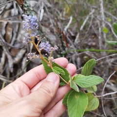 Ceanothus caeruleus