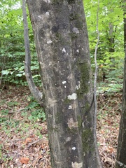Carpinus caroliniana