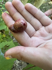 Amphibolips quercusjuglans
