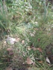 Poa compressa