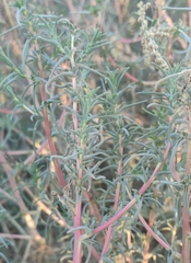 Salsola soda
