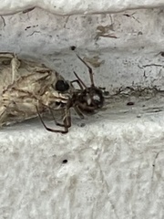 Steatoda grossa