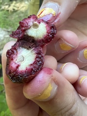 Amphibolips quercusjuglans