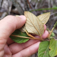 Ceanothus caeruleus