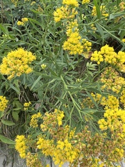 Euthamia graminifolia