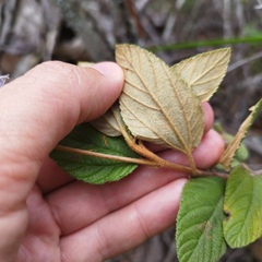 Ceanothus caeruleus
