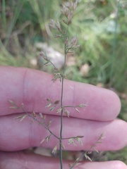 Poa compressa