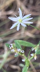 Stellaria graminea