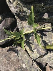 Clematis ligusticifolia