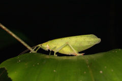 Ensifera