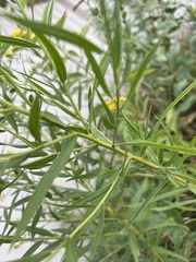 Euthamia graminifolia