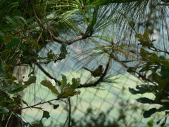 Basileuterus rufifrons