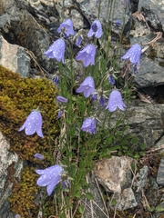 Campanula alaskana