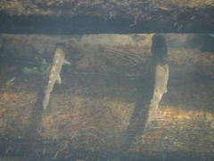 Salmo salar