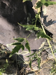 Clematis ligusticifolia