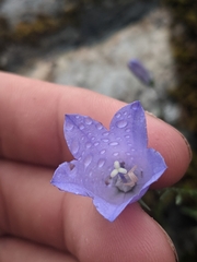 Campanula alaskana