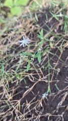 Stellaria graminea